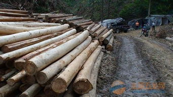 楸木原木及日用品批發(fā) 優(yōu)質(zhì)資源與一站式服務